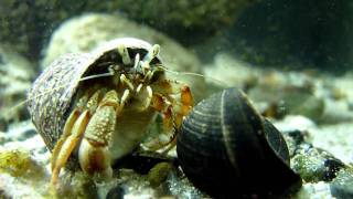 Common goby and hermit crab in native tank in Ireland HD [upl. by Oigile310]