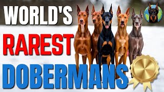 The Worlds RAREST Doberman Colors—Mind Blowing [upl. by Ellehcir]