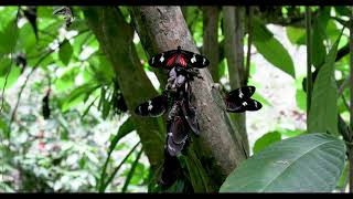 Heliconius doris  Mass Emergence [upl. by Lehmann]