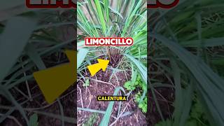 ¡Beneficios del limoncillo Plantas [upl. by Aserat]