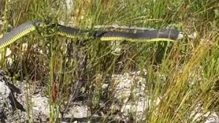 Boomslang Encounter  Venomous Snakes of South Africa [upl. by Boccaj]