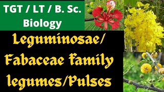 Fabaceae  Leguminosae  pulses family  TGT  LT biology [upl. by Nimzzaj642]