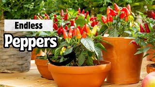 How to Grow the Same Pepper Plant for Years [upl. by Eugenie]