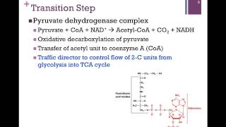 099Overview of TCA amp Transition Step [upl. by Goulette]