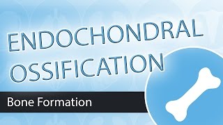 Endochondral Ossification [upl. by Reham]