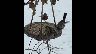 Red Breasted Nuthatch House Finch [upl. by Sivrahc607]