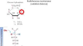 fosfohexosa isomerasa [upl. by Vic]