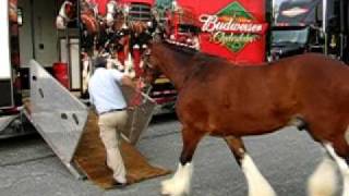 Loading The Budweiser Clydesdales Into The Trailer [upl. by Nylde]