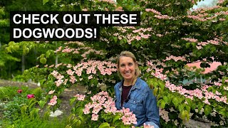 2 Stunning Kousa Dogwood Tree Varieties to Bring Interest to Your Yard All Year Long [upl. by Esinek]