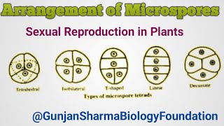 microsporogenesis ArrangmentofMicrospores Microspores sexualreproductioninfloweringplants [upl. by Narra164]