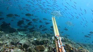 surganya bawah laut pulau seram Maluku 🤩  spearfishing Indonesia [upl. by Schoenberg404]