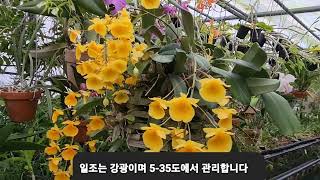 Dendrobium lindleyi 취석곡 [upl. by Leahcimaj]