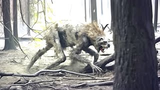 This Man Living In Chernobyl Cant Explain What He Captured Deep Within The Exclusion Zone [upl. by Virendra]