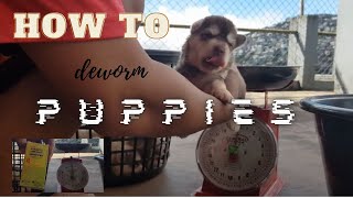 How to Deworm Your Puppies  DIY  Step By Step Puppy Deworming  Paano Mag Deworm Ng Tuta [upl. by Assitruc138]