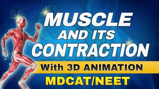 MUSCLE AND ITS CONTRACTION with 3D ANIMATION Best Lecture for MDCAT 2025 [upl. by Lledualc247]