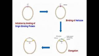 Mechanisms of DNA Replication and Synthesis [upl. by Vasiliki891]