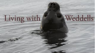 Weddell Seals line the pressure ridges of Scott Base [upl. by Doane]