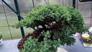 Creating a juniper cascade prebonsai from nurcery stock [upl. by Eirolav]