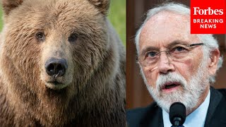 Dan Newhouse Grills Top Park Service Officials On Plan To Introduce Grizzly Bears Into His District [upl. by Laehcimaj716]