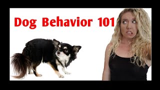 Dog Body Language COMPLETE GUIDE to Dog Stress Signals [upl. by Higgs]