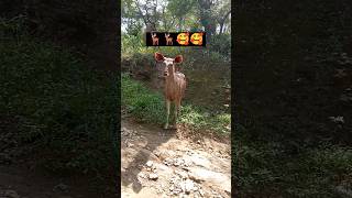 Alwar Sariska van abhyaran 🦌🦌🦌🦌✨✨✨🤗🤗🤗🐅🐅youtube shortclips [upl. by Nahaj877]