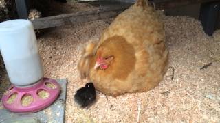 Broody Hen with Chicks 2 [upl. by Vevay626]