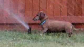 Dachshund Attacks Sprinkler Head [upl. by Olsewski]