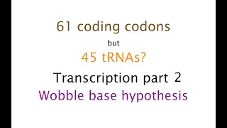 Wobble Base Hypothesis Transcription P2 45 [upl. by Fulbright209]