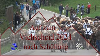 Viehscheid 2024 Schöllang [upl. by Si]