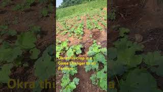 Okra Farming satisfying agriculture farming OkraFarming AgricultureGhana SustainableFarming [upl. by Gualtiero]