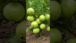 🌿Grow Guava Tree FAST with These Pro Tips guava fruittree gardening [upl. by Aneeroc]