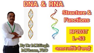 Structure and Functions of DNA amp RNA  Biochemistry  BP203T  L53 [upl. by Chancellor106]