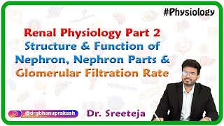 Renal Physiology Part 2 Structure amp function of Nephron Nephron parts amp Glomerular filtration rate [upl. by Ivens]