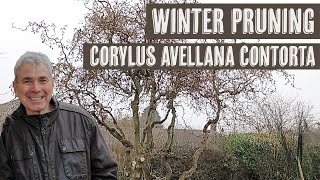 Winter pruning Corylus avellana contorta Corkscrew Hazel [upl. by Kinchen]