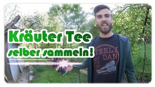 Kräutertee selber machen  Wild Kräuter Sammelzeit [upl. by Ydollem]