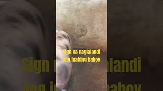 naglalanding inahing baboy pig simplelifeintheprovince provincelife farm [upl. by Anitsej778]