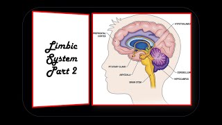 LIMBIC SYSTEM PART 2 [upl. by Josi103]