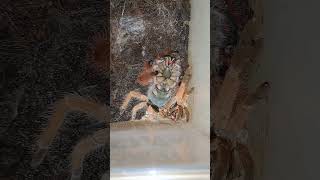 Megaphobema Robustum Molting TimeLapse [upl. by Pedro313]