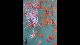 Selecting Koi fish  Mesmerizing Goldfish Swarm You NEED to See [upl. by Witty]