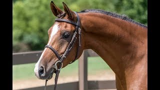 How to Correctly Lunge Your Horse  Horse Training Tips with Deanna Corby Dressage [upl. by Schuster]