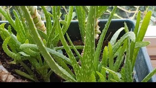 Evde Aleo Vera Jel Yapımı  Homemade Aloe Vera Gel [upl. by Recor]