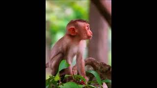 monkeymonkey man trailermonkey quizmonkey app rizzmonkey asmr [upl. by Fulbert]