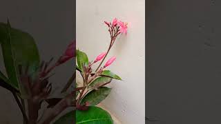 Jatropha Plant youtubeshorts shortvideo nature plants flowergarden [upl. by Air331]