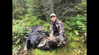 Premier jour de chasse a larbalète BIEN CONTENT  Moose shot at opening with crossbow [upl. by Sheline]