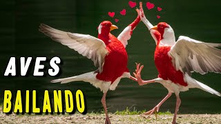 El AMOR en las AVES Los Cortejos Mas ASOMBROSOS [upl. by Zosema]