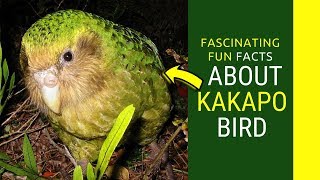 kakapo facts for kids Amazing Facts about Kakapo bird [upl. by Halla346]