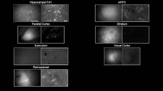 Example Miniscope recordings from different brain regions [upl. by Oiramel77]