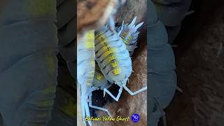 Porcellio Bolivari Yellow Ghost porcelliobolivariyellowghost porcellio bolivariyellow isopodos [upl. by Barren]