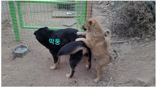 못된강아지 엉덩이에 뿔날까블랙탄진돗개 6쌍둥이 막둥이와 두달된 댕댕이들Korean Jindo Dog [upl. by Eylhsa]