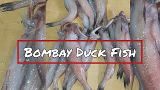 Bombay Duck Fish🐠  Gorai Fish Market Mumbai  Mumbai Fish Market  Seafood India shorts [upl. by Kamila]